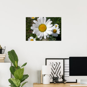 Póster Margarita Shasta (Chrysanthemum maximum)