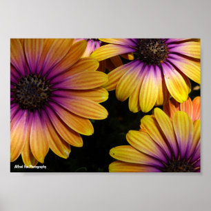 Póster Margaritas africanas amarillas y moradas