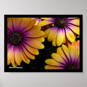 Póster Margaritas africanas amarillas y moradas