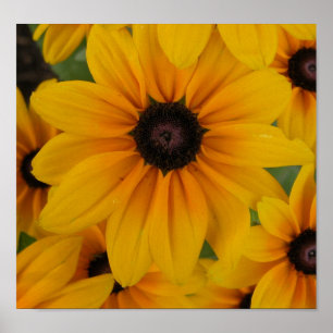 Póster margaritas amarillas