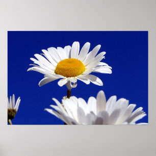 Póster Margaritas del cielo azul