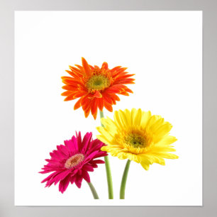 Póster Margaritas del Gerbera