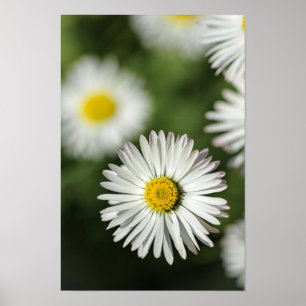 Póster Margaritas Florales Fotografía De La Naturaleza