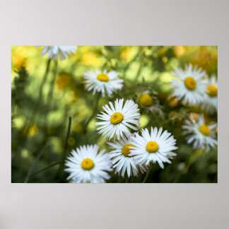 Póster Margaritas Florales Naturaleza Fotografía de Flore