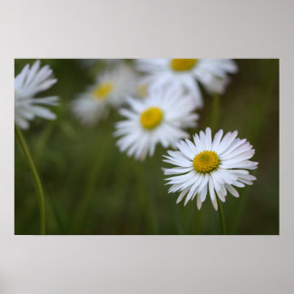Póster Margaritas Florales Naturaleza Fotografía de Flore