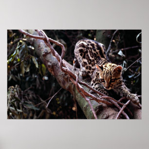 Póster Margay (Felis wiedi) en el árbol