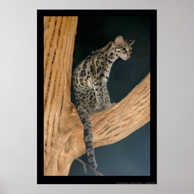 Póster Margay (Leopardus weidii) (Frente)