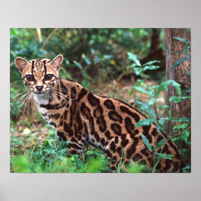 Póster Margay, Leopardus wiedi, nativo de México (Frente)