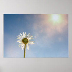 Póster Marguerite -