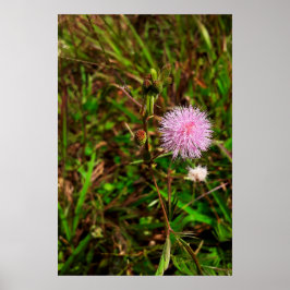 Póster Maria-fecha-a-porta