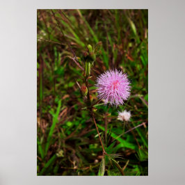 Póster Maria-fecha-a-porta 1