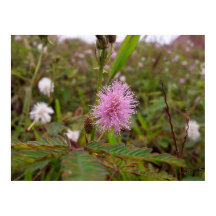 Maria fecha a porta - Campo