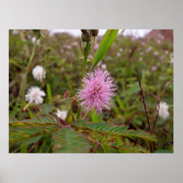 Póster Maria fecha a porta  - Campo