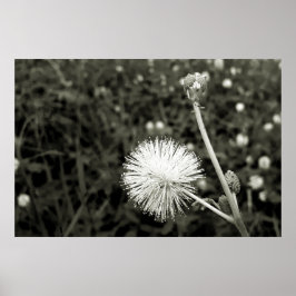 Póster Maria fecha a porta  - Com Broto