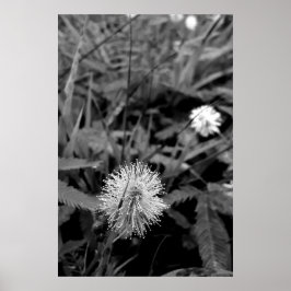 Póster Maria-fecha-a-porta CONTRASTE