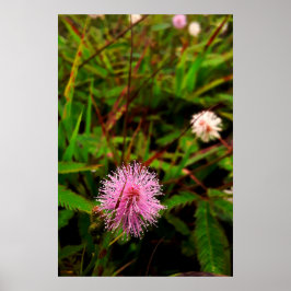 Póster Maria-fecha-a-porta - intenso