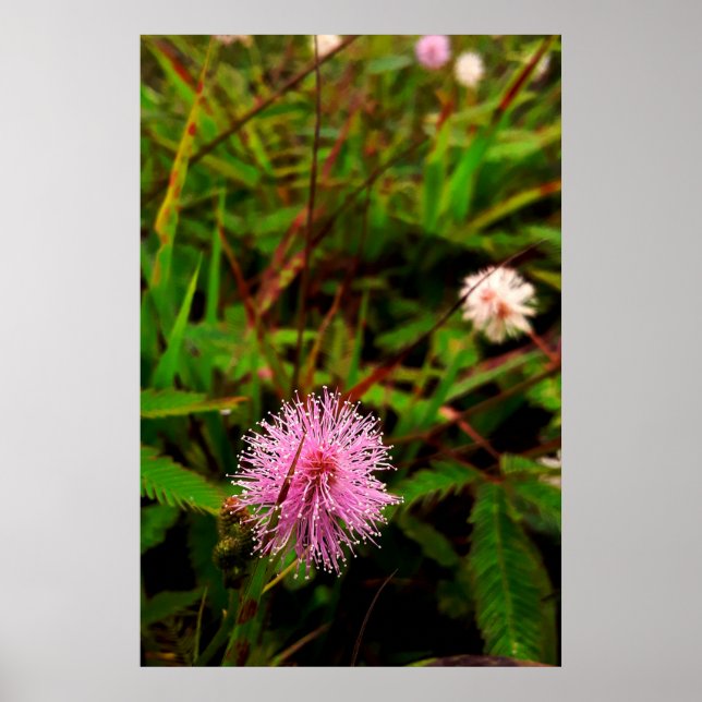 Póster Maria-fecha-a-porta - intenso (Frente)