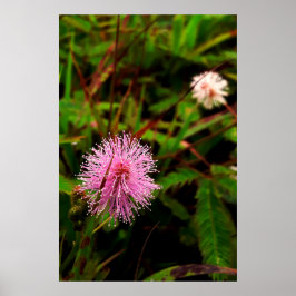 Póster Maria-fecha-a-porta lilas