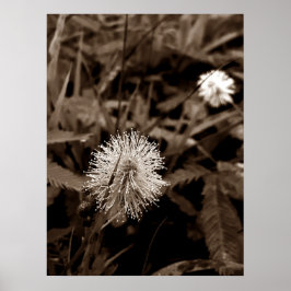 Póster Maria-fecha-a-porta old