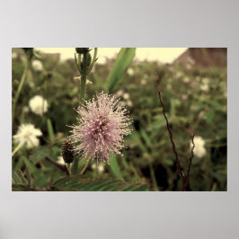 Póster Maria-fecha-a-porta - OLD