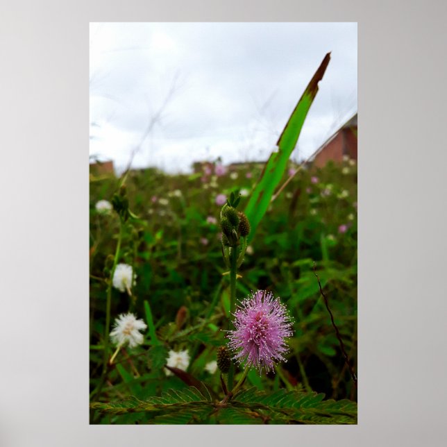 Póster Maria-fecha-a-porta - ORIGINAL (Frente)