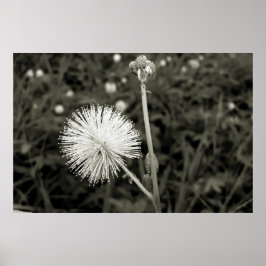 Póster Maria-fecha-a-porta - p&b