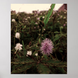 Póster Maria-fecha-a-porta - ROSA