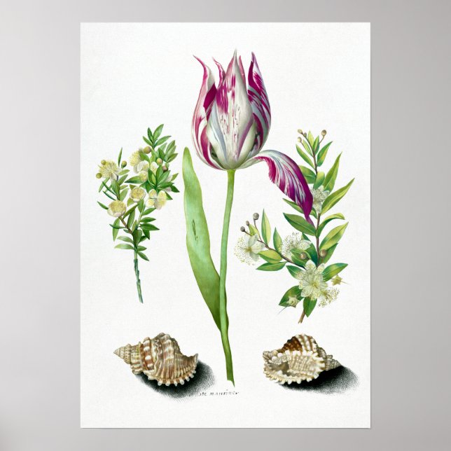 Póster Maria Sibylla Merian Tulip, dos ramas de Myrtle (Frente)