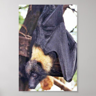 Póster Mariana Fruit Bat