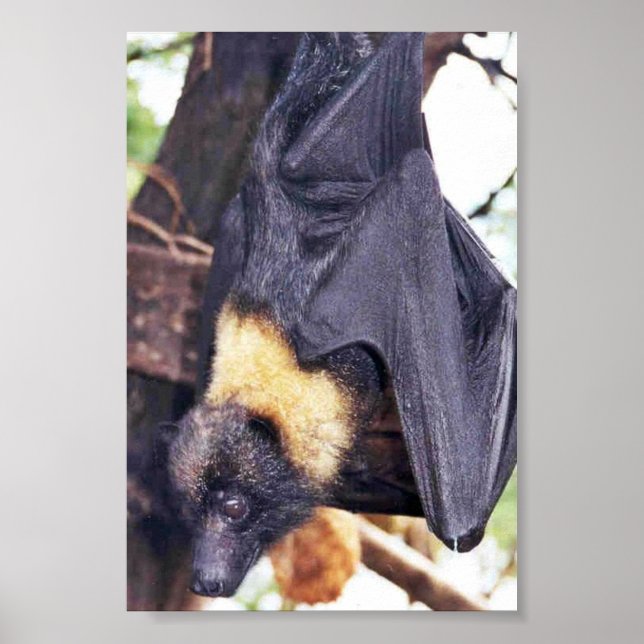 Póster Mariana Fruit Bat (Frente)