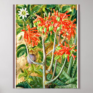 Póster Marianne North - Aloe y Flor de pasión