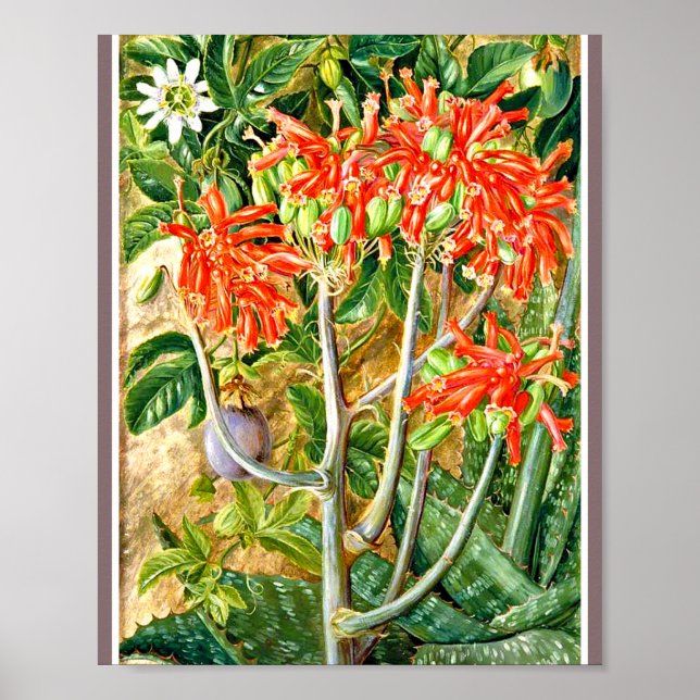 Póster Marianne North - Aloe y Flor de pasión (Frente)