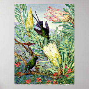 Póster Marianne North - Flores de miel y pájaros mieleros