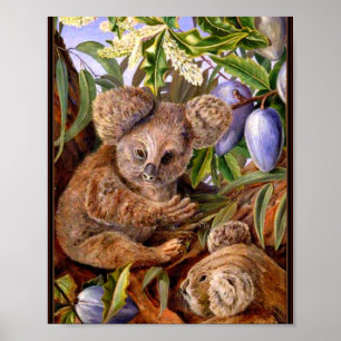 Póster Marianne North - Osos y pieñas australianos