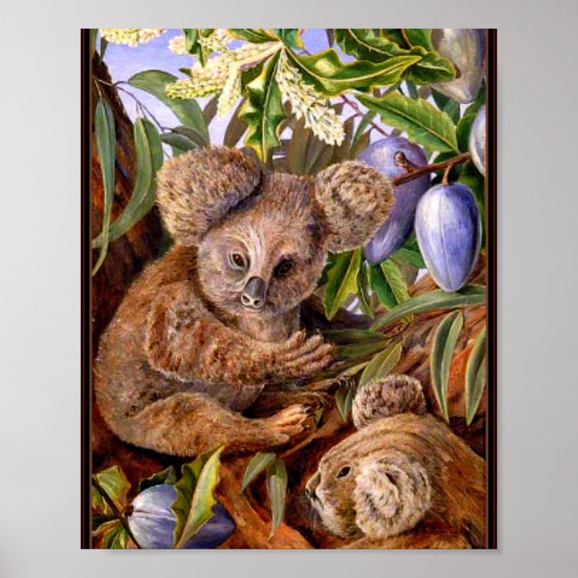 Póster Marianne North - Osos y pieñas australianos (Frente)