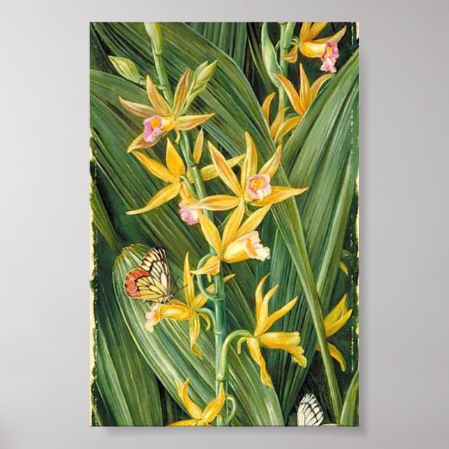Póster Marianne North - Una orquídea y mariposas (Frente)
