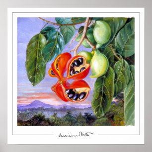 Póster Marianne North Zedin Art Poster #9