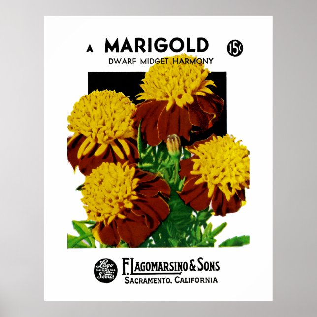 Póster Marigold (Frente)