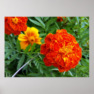 Póster marigold al sol