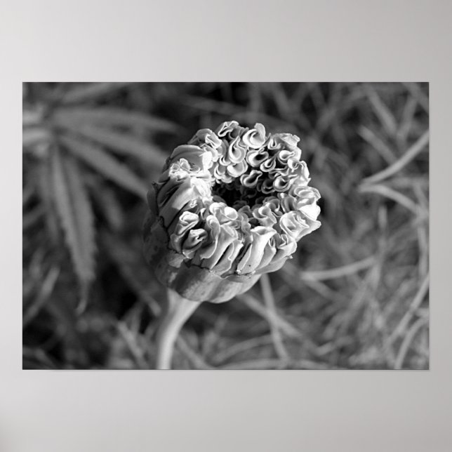 Póster Marigold Blossom (Frente)