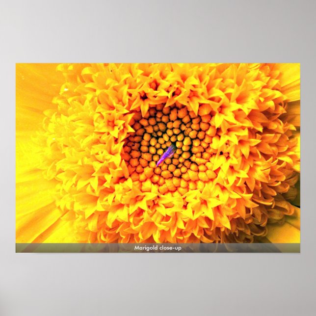 Póster Marigold close-up (Frente)