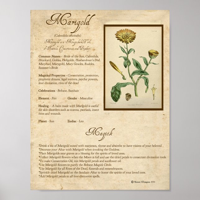 PÓSTER MARIGOLD MAGICK HERB (Frente)