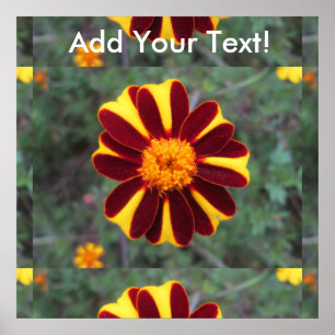 Póster Marigold Velvet Rich Flor Amarilla Roja