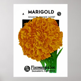 Póster Marigold Vintage Seed Packet
