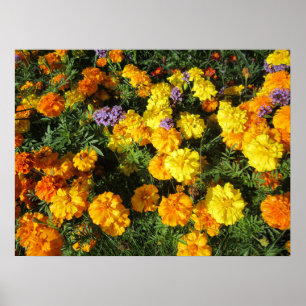 Póster marigolds