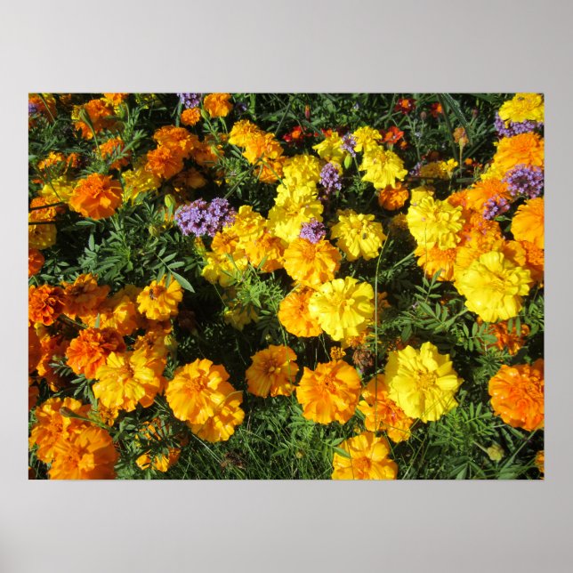 Póster marigolds (Frente)