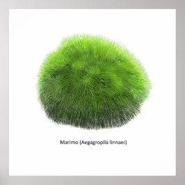 Póster Marimo Moss Ball Hand Drawn