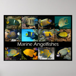 Póster Marine Angelfishes