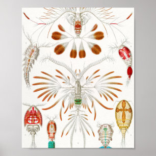 Póster Marine Life Crustaceans, Copepoda by Ernst Haeckel
