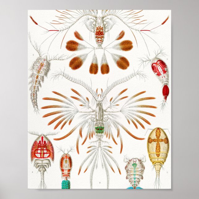 Póster Marine Life Crustaceans, Copepoda by Ernst Haeckel (Frente)